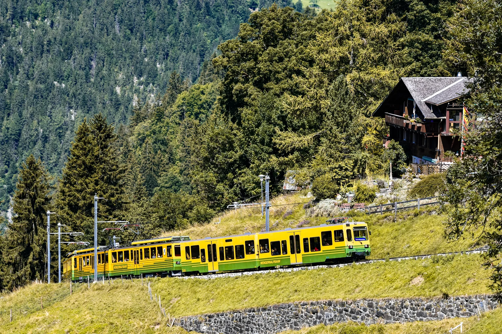 Yellow and green Wengernalpbahn cogwheel train climbing through green meadows above Wengen