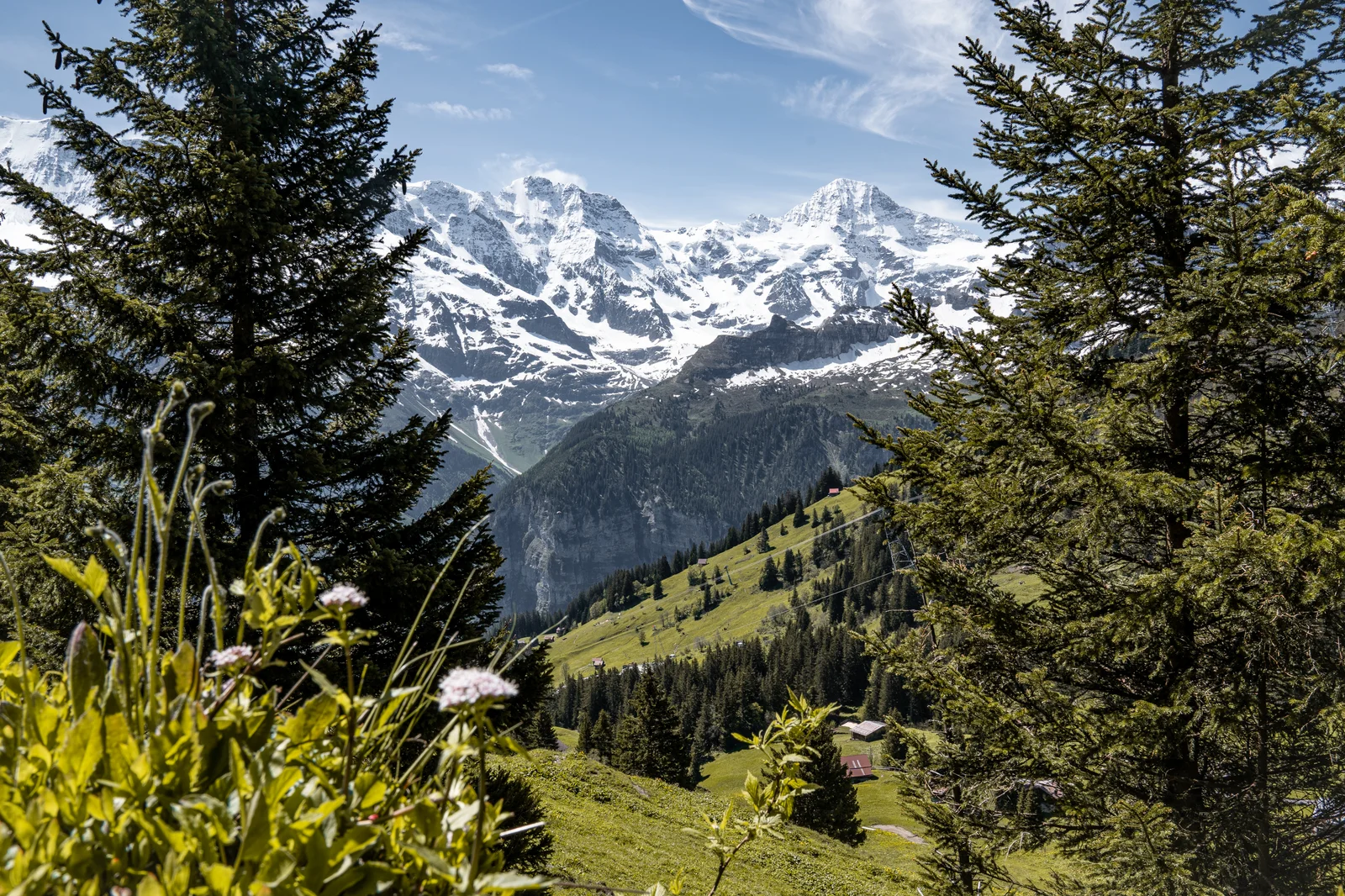 Alpine meadow with wildflowers above Mürren with snow-capped peaks of the Jungfrau Region