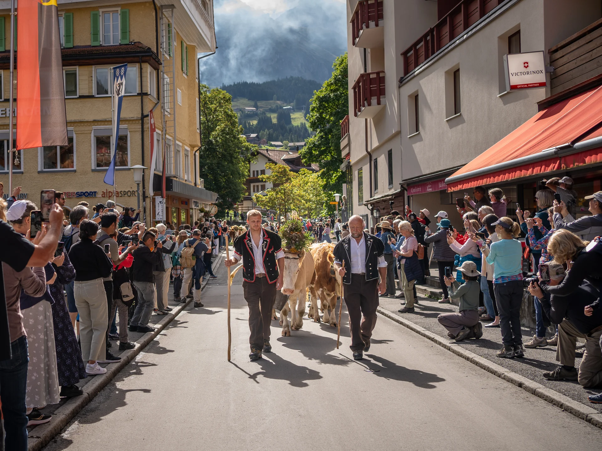 Alpabzug mit geschmückten Kühen auf der autofreien Dorfstrasse in Wengen