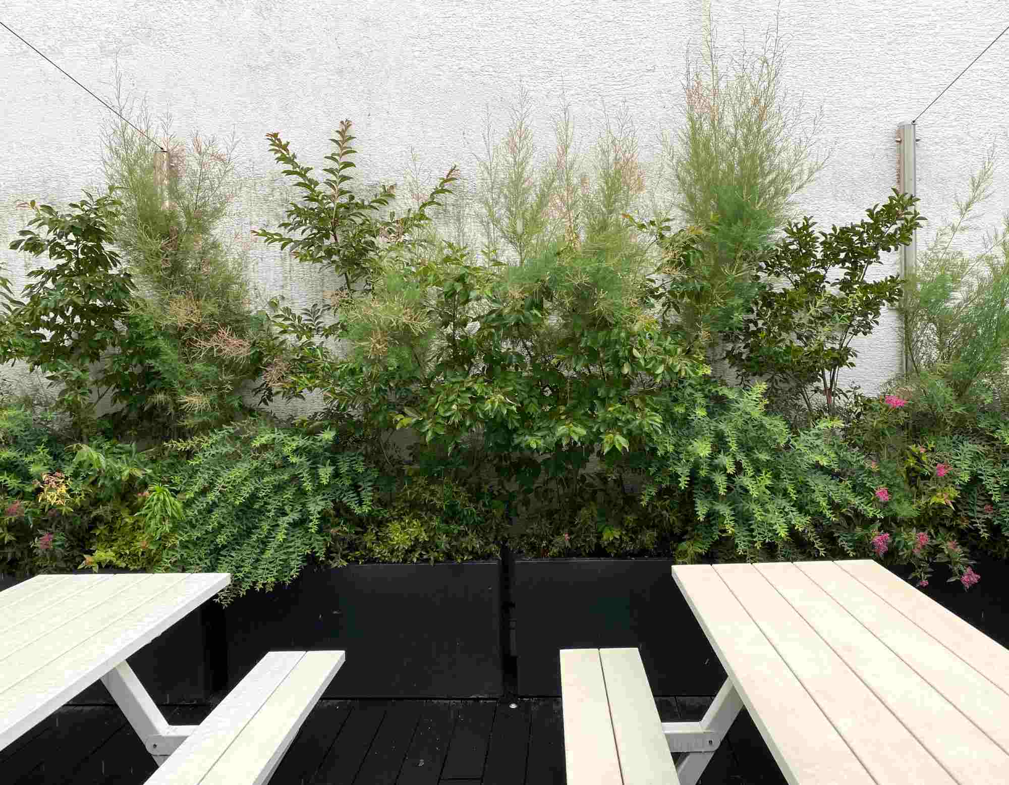 Minimalistische Terrasse mit zwei hellen Bänken und dichter Bambusbepflanzung als Sichtschutz