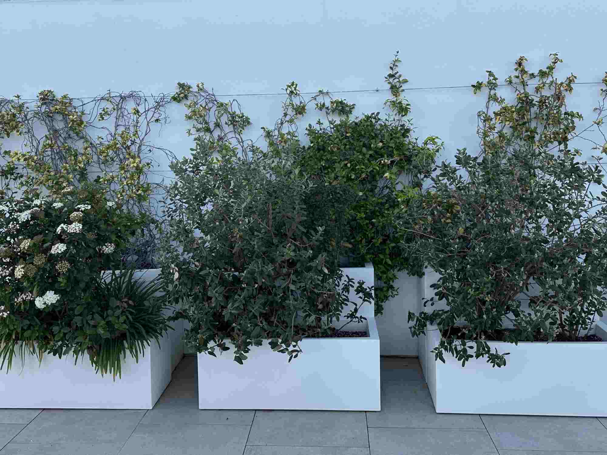 Urbaner Sichtschutz mit Olivenbäumen in weißen Pflanzkübeln auf der Dachterrasse