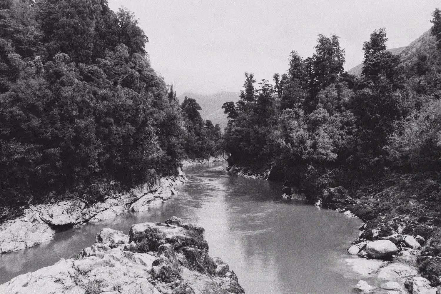 Forest with a calm river