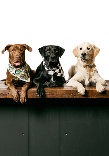 Brew Dogs