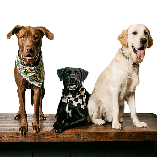 Brew Dogs