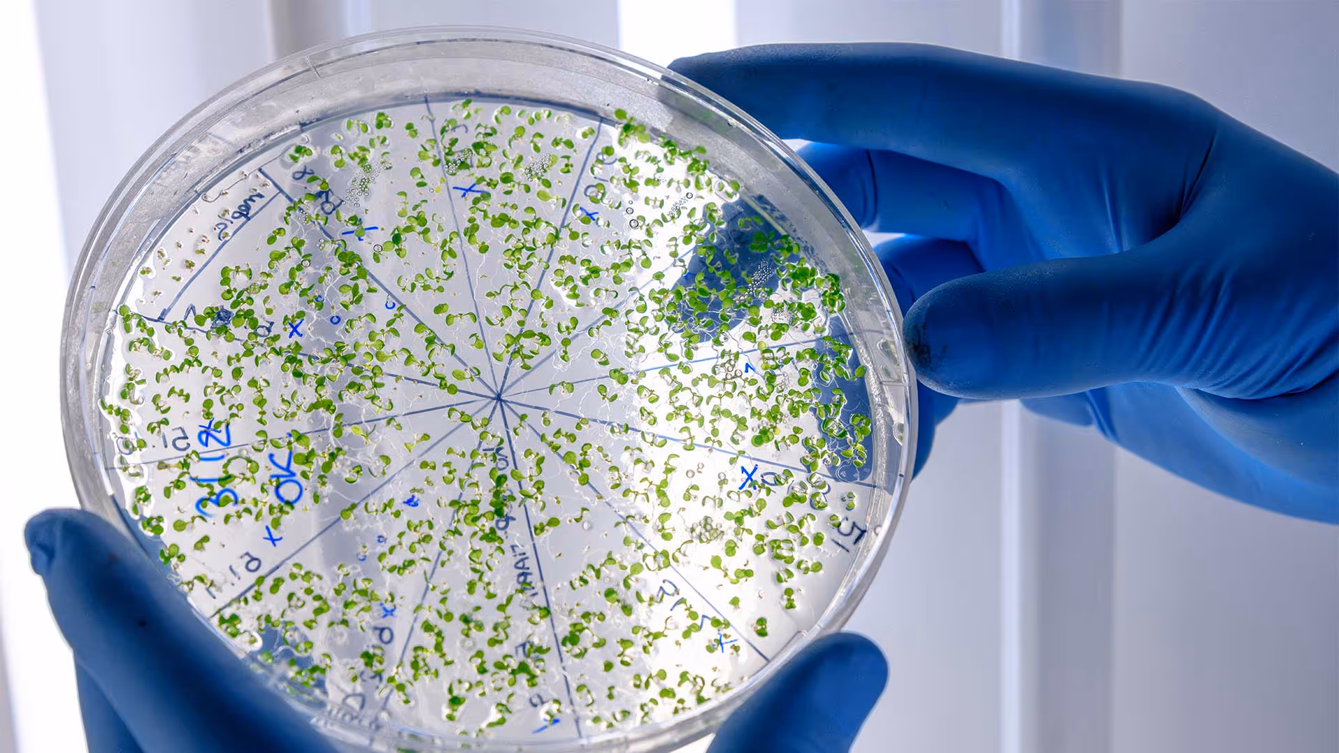 Gloved hands hold a Petri dish with small green plant samples on a segmented grid.