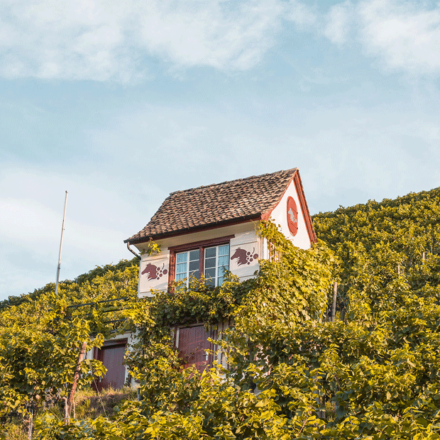 Rebberghäusschen in der Rebbergen