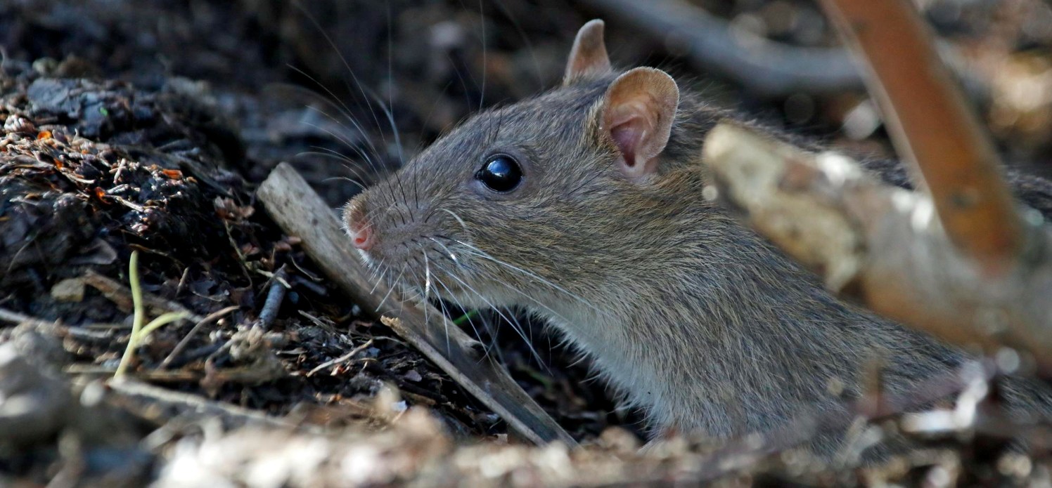 La leptospirose est transmise de l’animal à l’homme par les urines, notamment de rat.