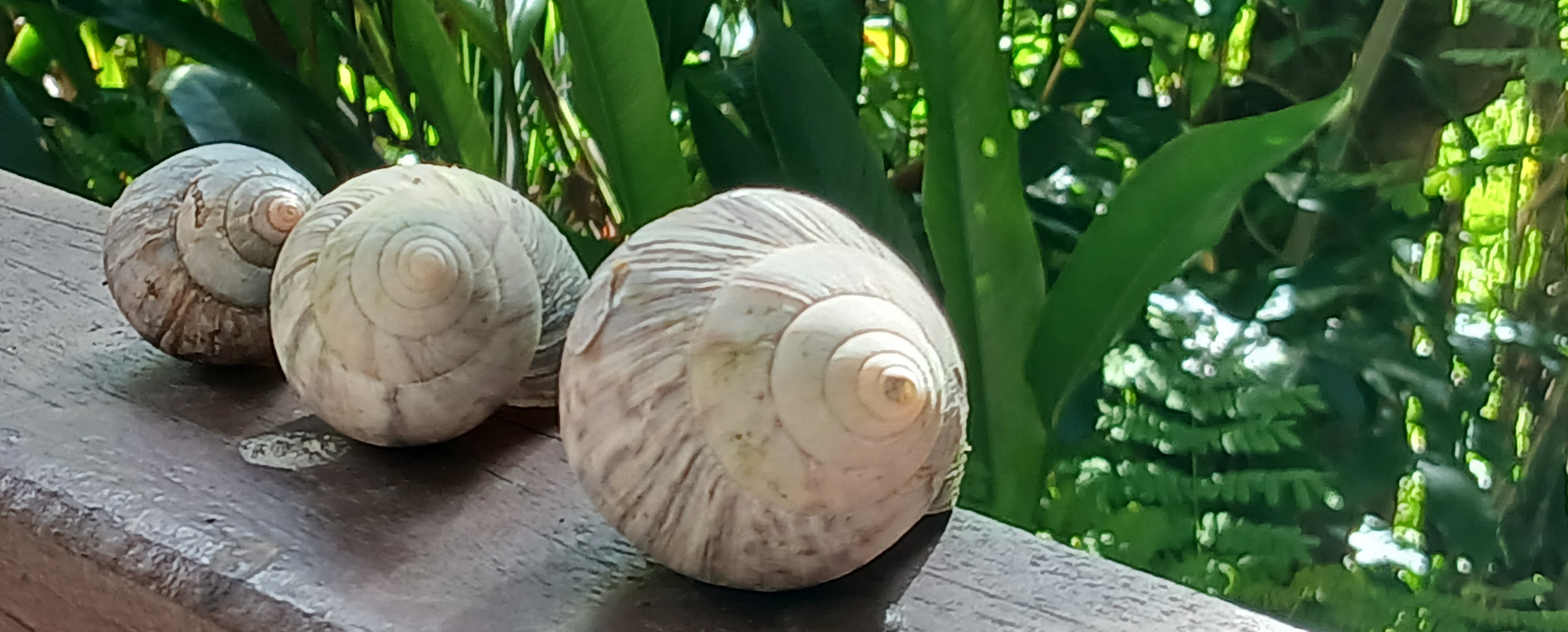 L’escargot géant africain est porteur d’un parasite qui peut provoquer une forme de méningite chez l’homme, s’il est consommé mal cuit.
