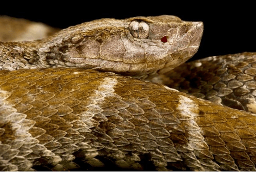 Grage petits carreaux – Bothrops atrox