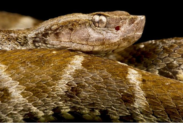 Grage petits carreaux – Bothrops atrox