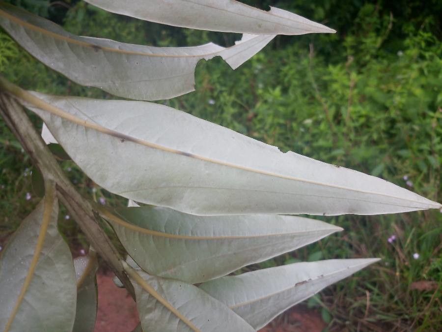 Feuille d'argent
