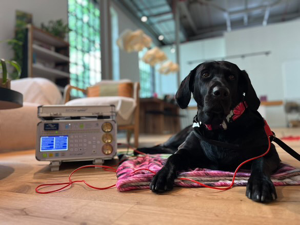 Metamorfní technika fotografie