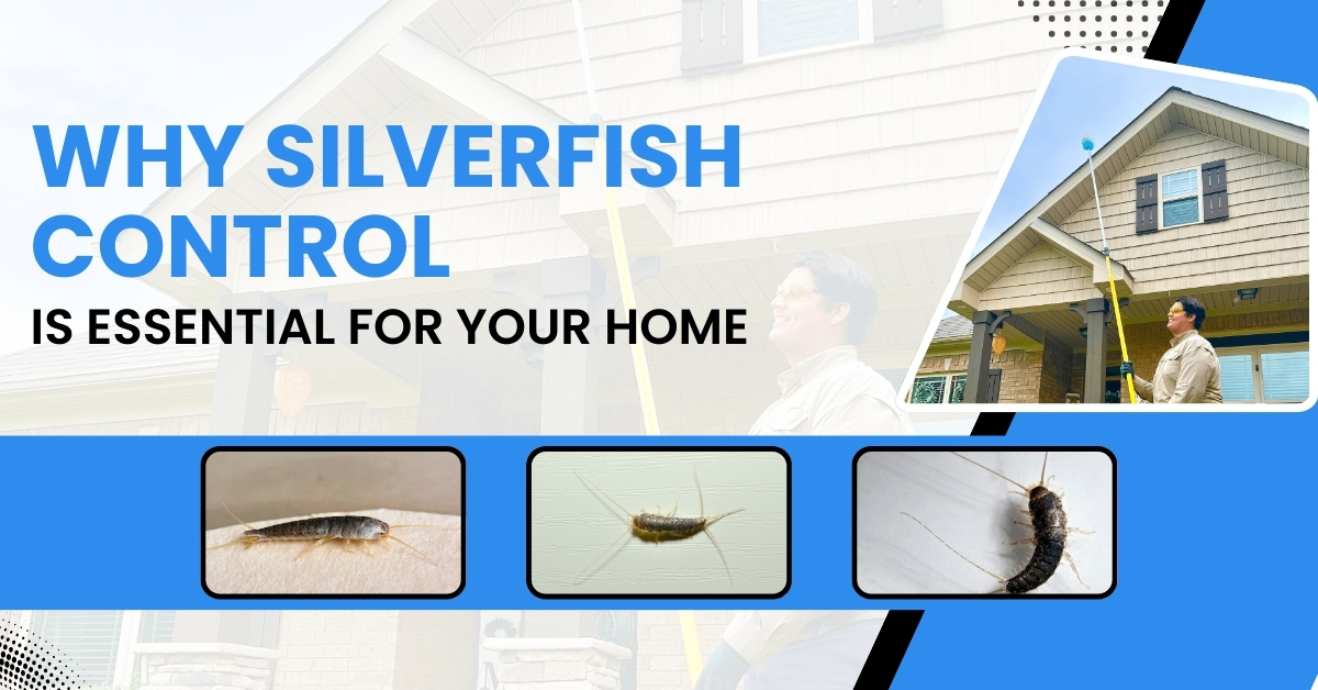 Why Silverfish Control Is Essential for Your Home