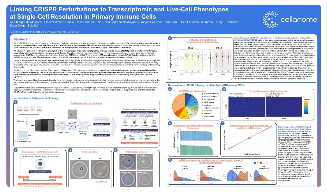 Linking CRISPR perturbations to transcriptomic and live-cell phenotypes at single-cell resolution in primary immune cells