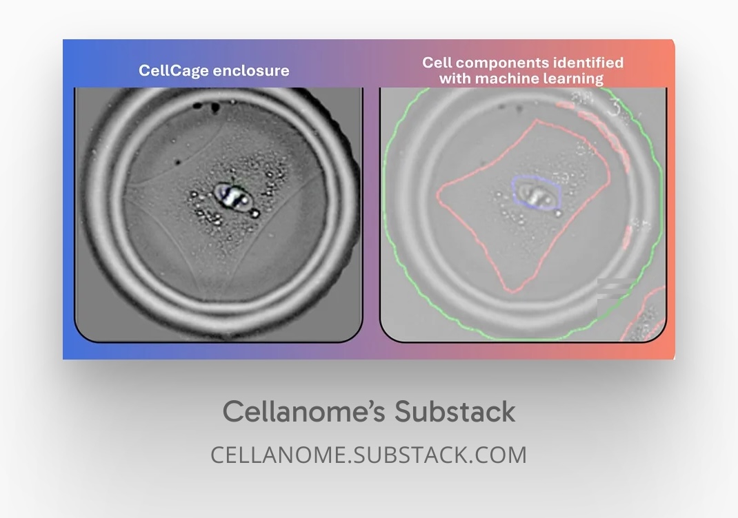 Biology in Motion: How CellCage Technology Keeps Cells Alive, Linked, and In Context