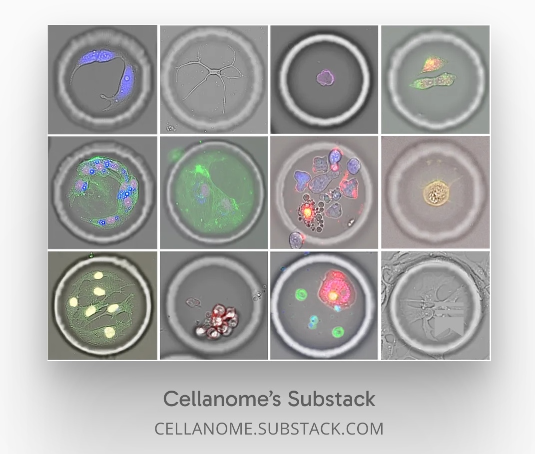 Welcome to Cellanome's Blog!