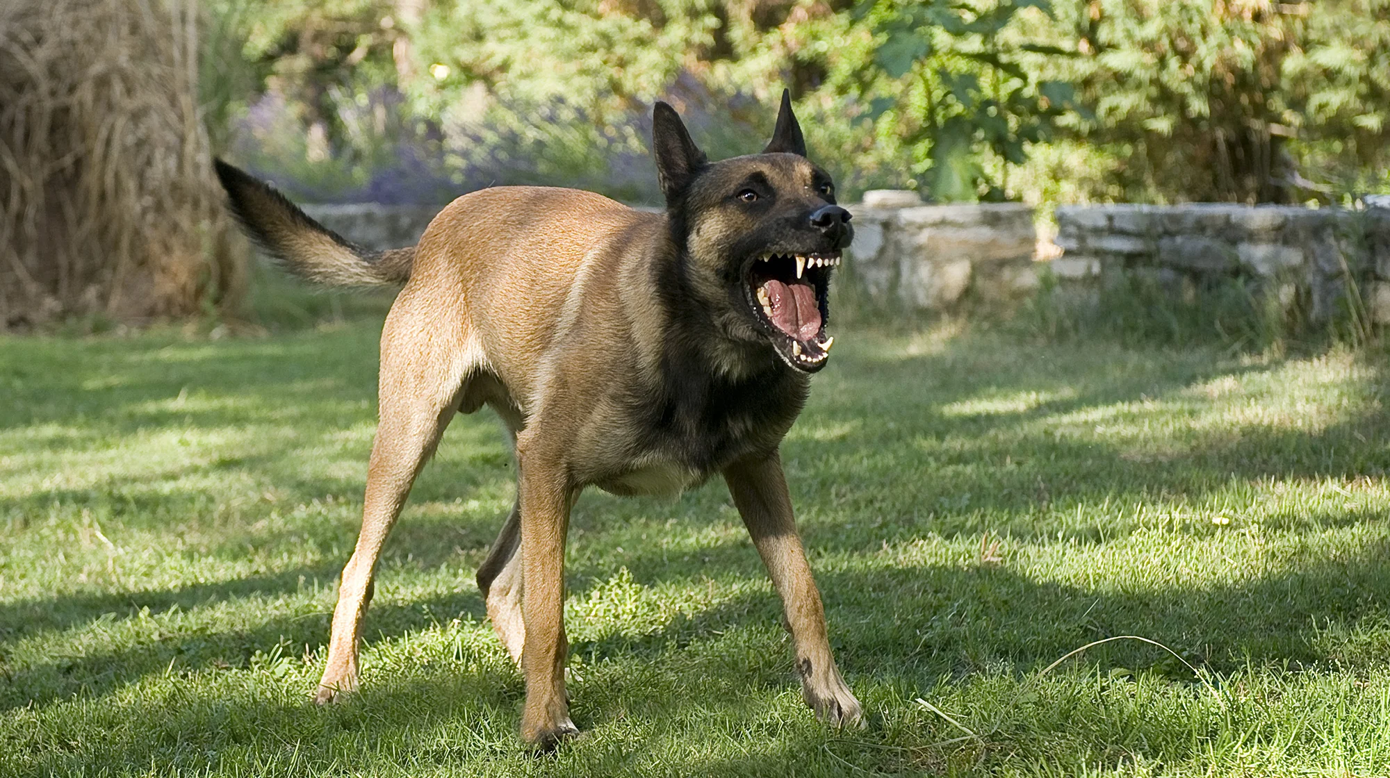 Un perro enojado.