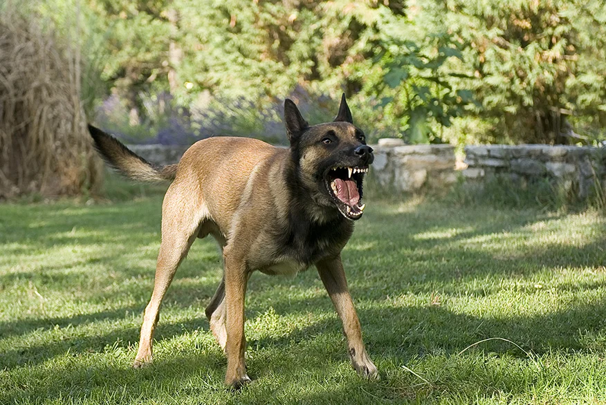 Un perro enojado.