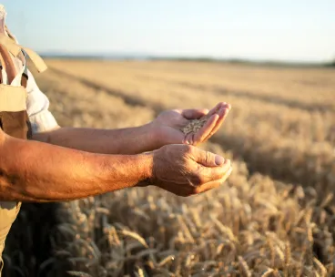 Follow the journey of An Organic Farmer's Chronicle. Get inspired and learn about sustainable farming practices. Join us now!