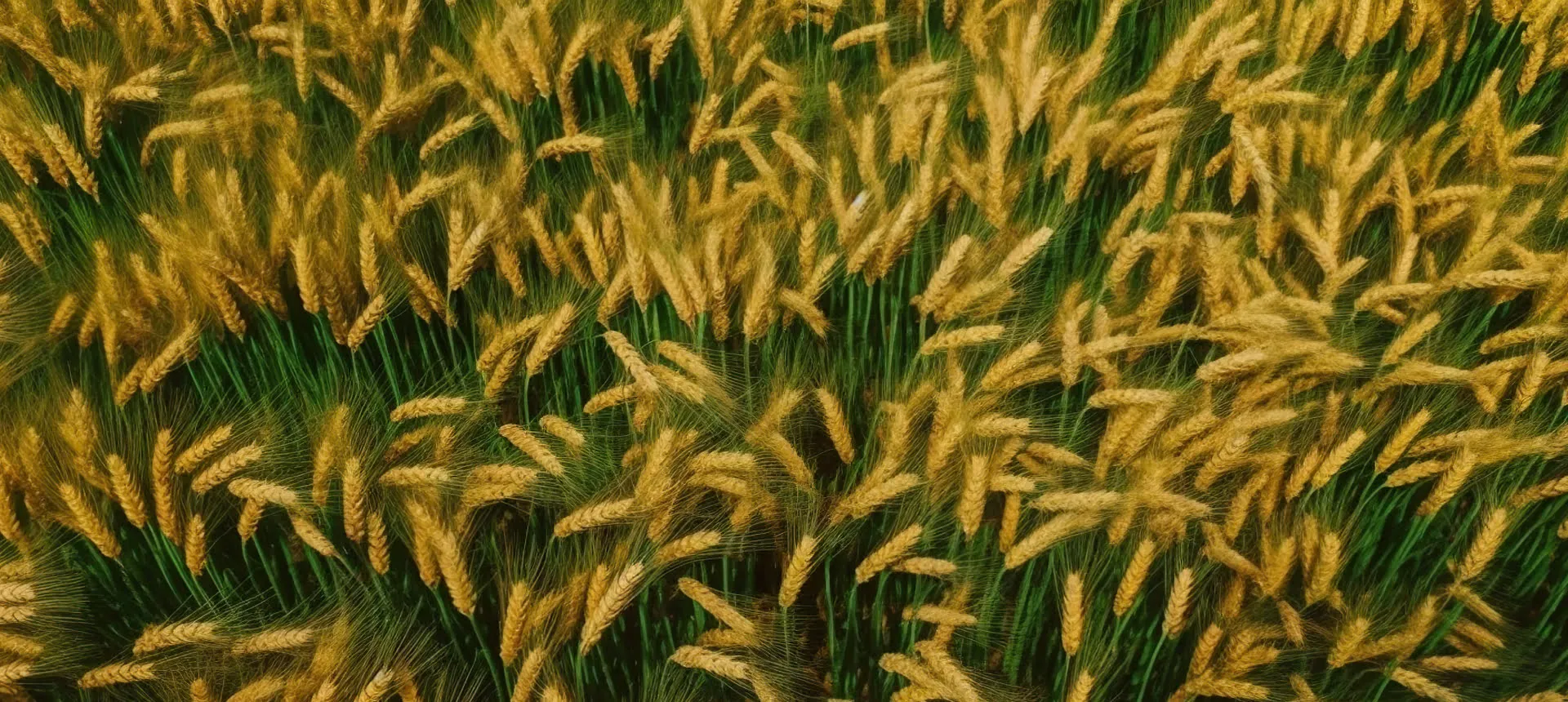 The journey to sustainable farming