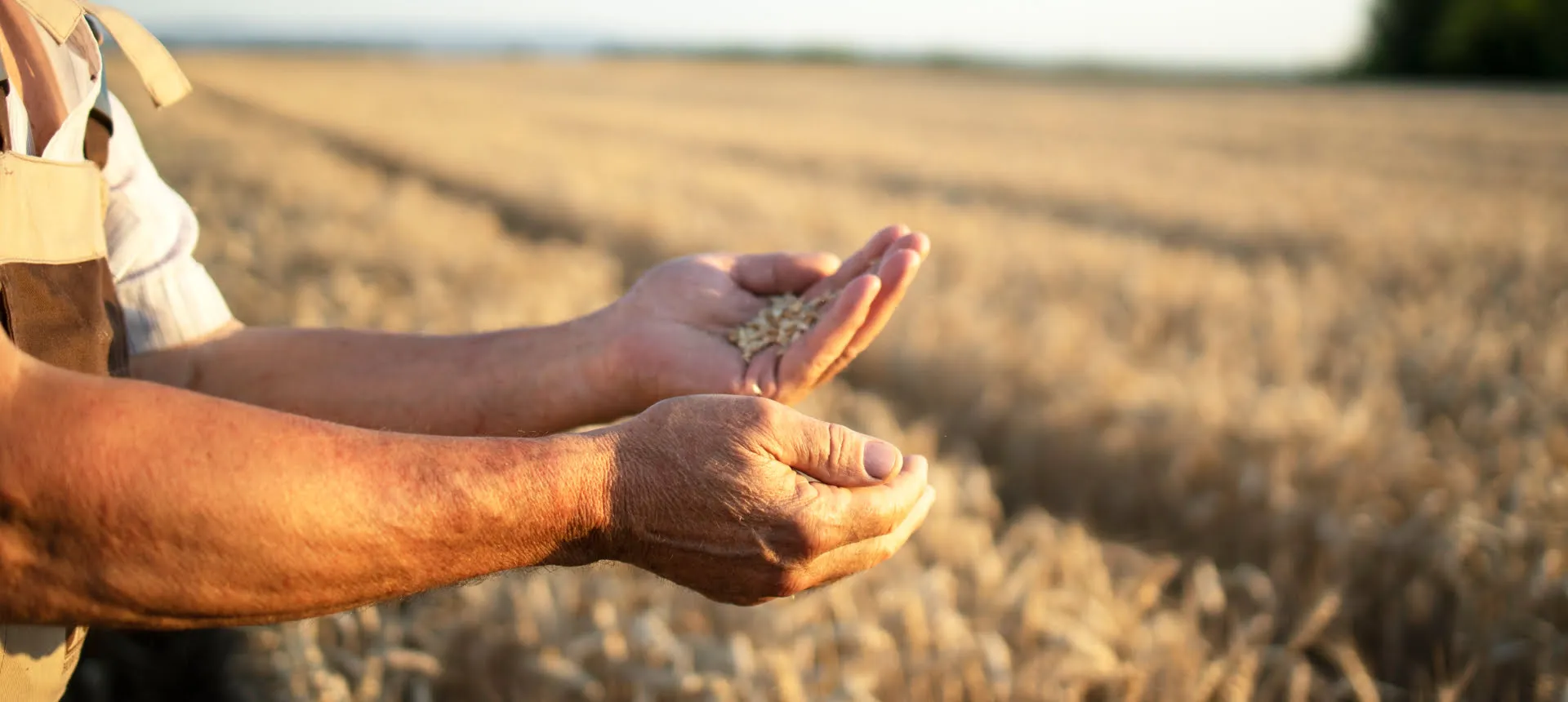 AG Organic Farmer's Chronicle