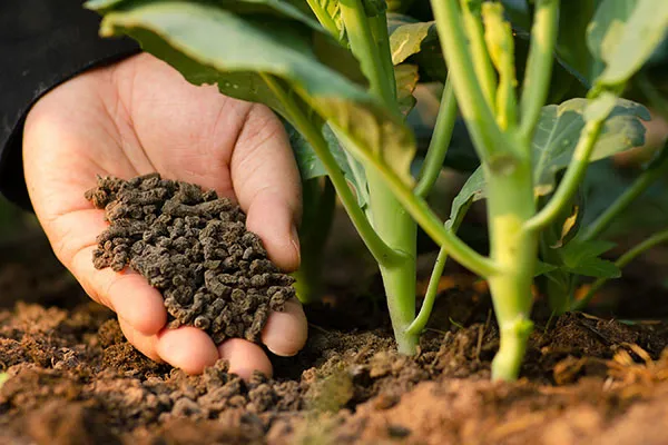 In The Benefits of Poultry Fertilizer, we provide insightful tips, best practices, and tales about the joys and challenges of organic fertilizer.