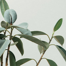 A zoomed view of ficus plant with green leaves.
