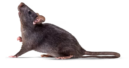 rat found in a florida home
