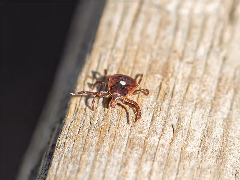 lone star tick crawling near dallas tx home
