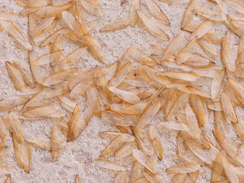 termite wings on the ground after a swarm