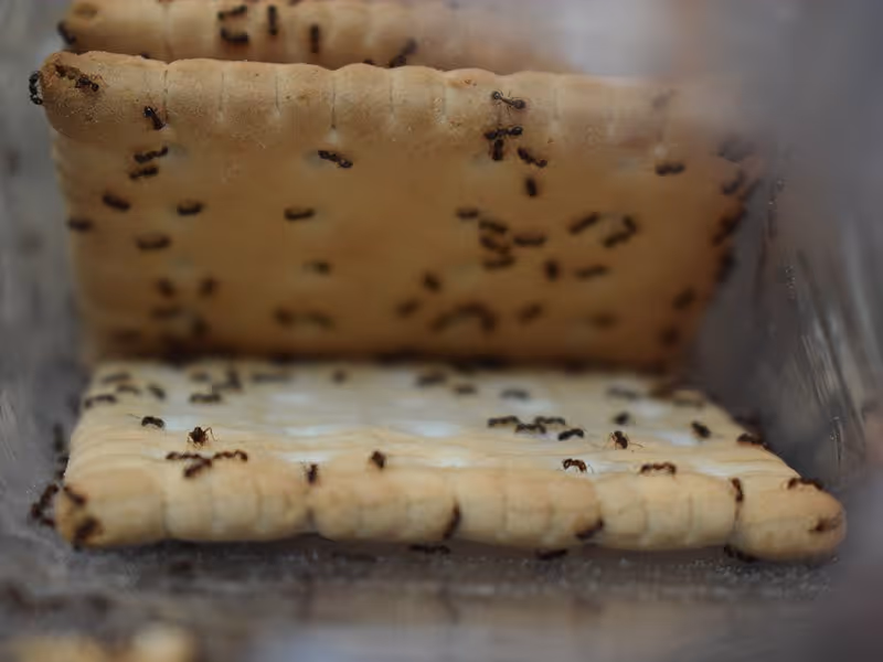 summer ant problem in pantry