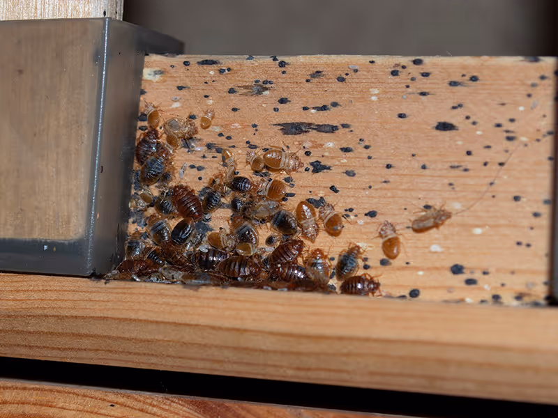 live bed bugs, bed bug feces, and other signs of activity