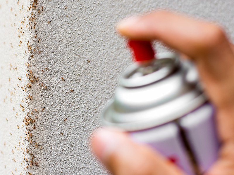 can of diy ant control