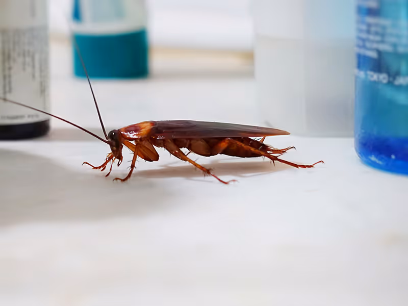 german roach on bathroom vanity