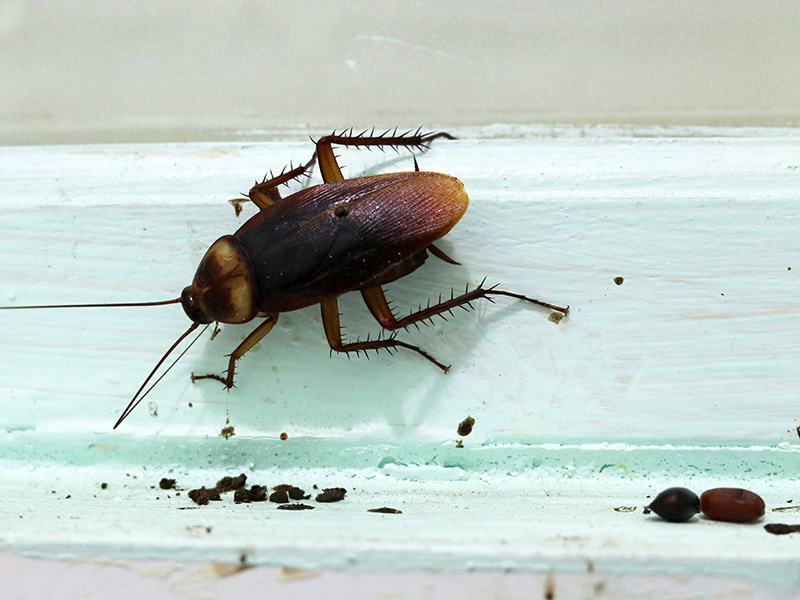 cockroach on baseboard