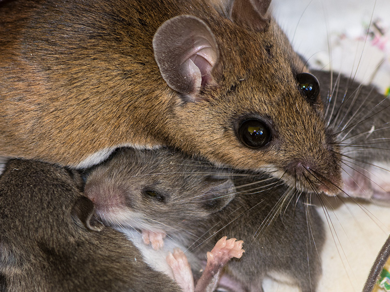 brown mouse with baby mice