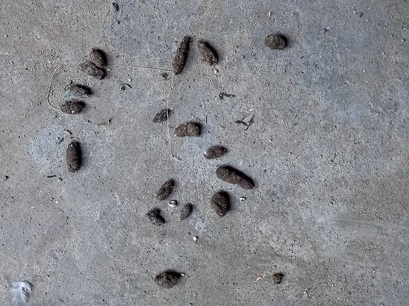 rodent droppings in garage