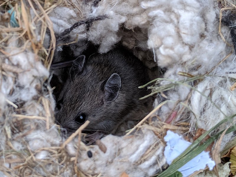mouse in nest inside house