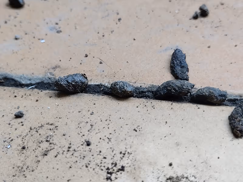 rodent dropping on concrete