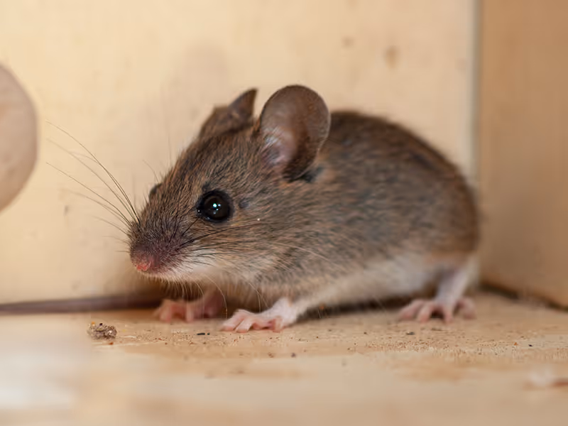 house mouse inside kitchen cupboard