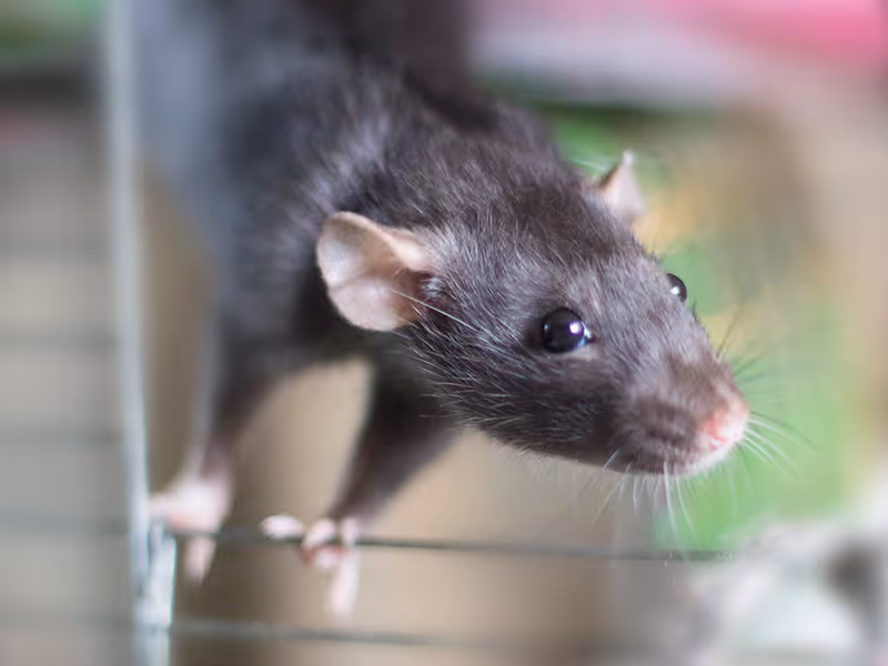 rat trying to get inside house