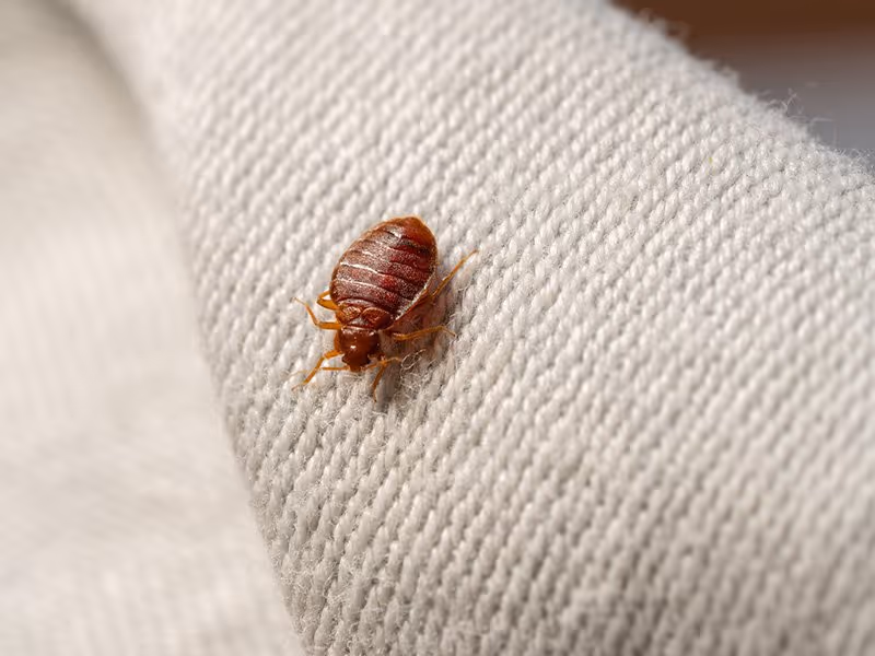 bedbug on a couch