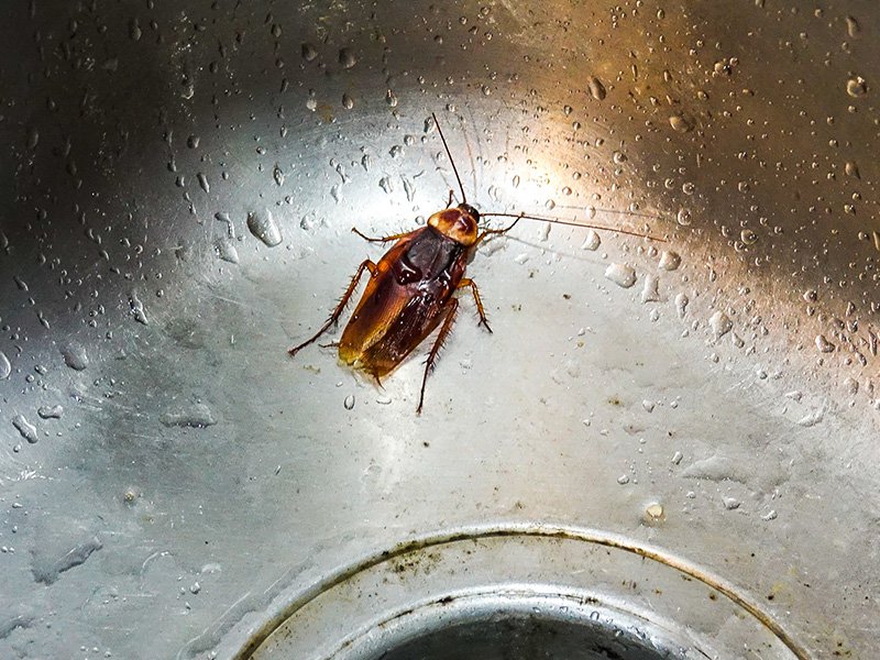 cockroach in kitchen sink
