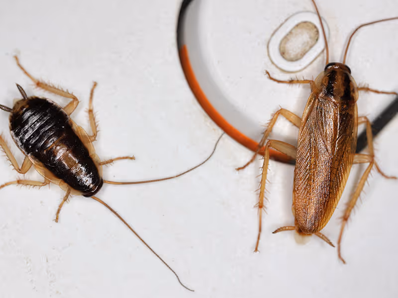 adult german cockroach and nymph in kitchen