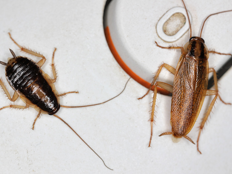 adult german cockroach and nymph in kitchen
