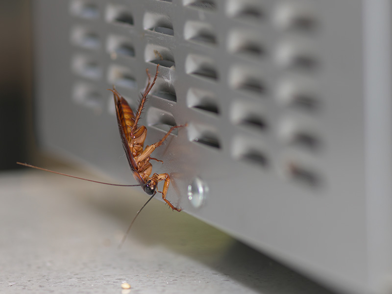 cockroach on a microwave