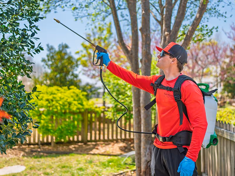 pest technician spraying tree