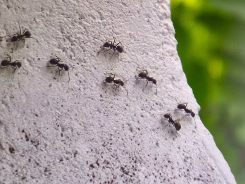 ant trail crawling into house