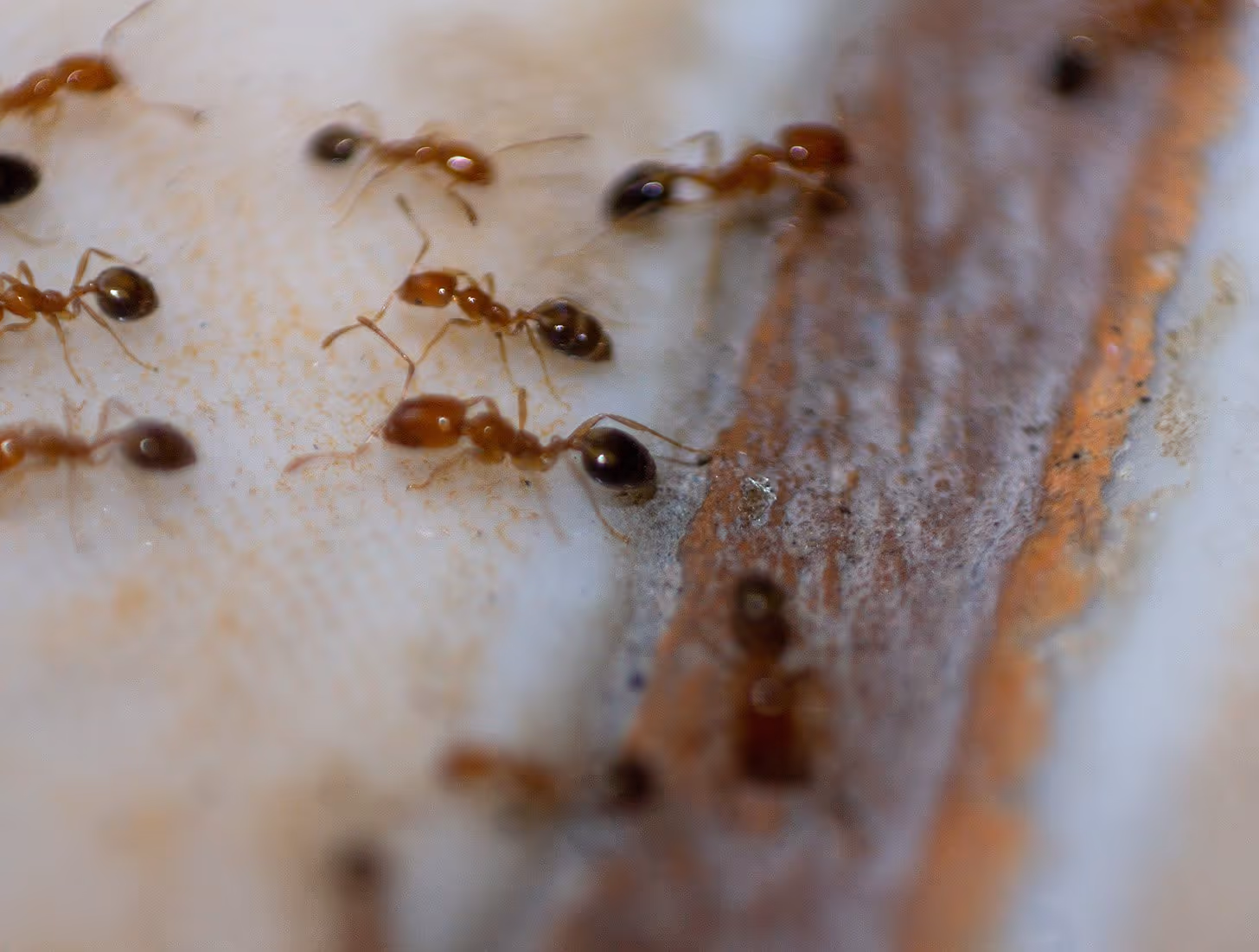 ants on concrete