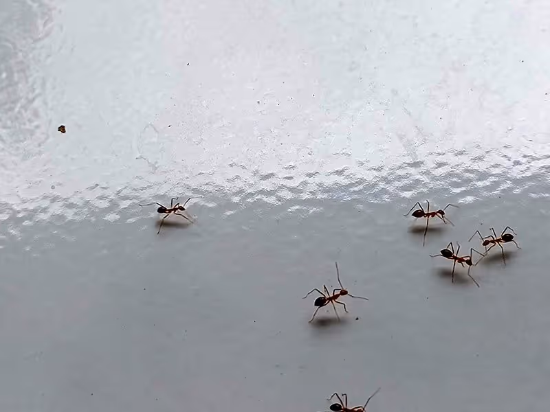 ants crawling in kitchen